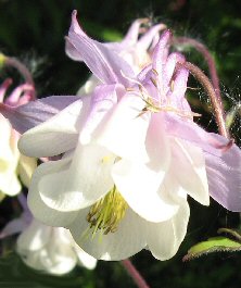 Aquilegia 1171 lilac pink & creamy double
