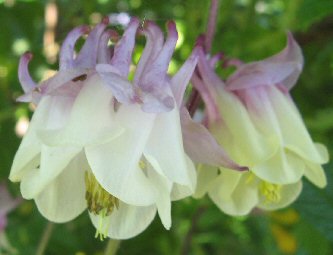Aquilegia 1171 lilac pink & creamy double