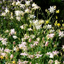 Aquilegia 1345 and 1329 loose variable doubles