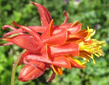 Aquilegia red and yellow species type double