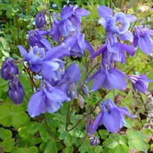 early blue aquilegia at Touchwood