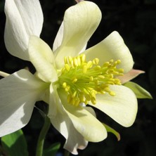 Aquilegia 1652 creamy white long-spurred at Touchwood