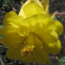 Aquilegia: Blushed strong yellow double