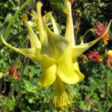 aquilegia yellow hybrid