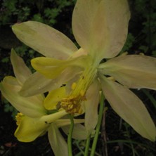 Aquilegia: Large pale pinky yellow variable stellata, long spurred