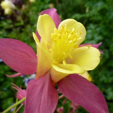 Aquilegia 2386 red & yellow long-spurred at Touchwood