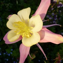 Long spurred aquilegia 2271 pink & yellow at Touchwood