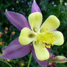 Aquilegia 2348 long-spurred at Touchwood