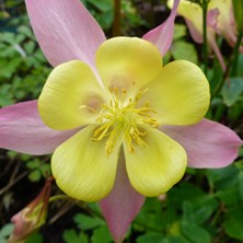Long spurred aquilegia 2394 pink & yellow at Touchwood