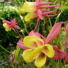 Aquilegia 2455 pink & yellow long-spurred aquilegia at Touchwood