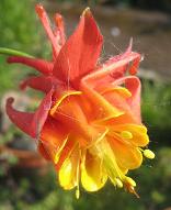 Aquilegia: Red and yellow double