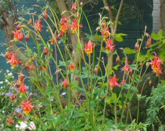 Aquilegia: Red and yellow double