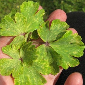 variegated-leaf-aquilegia