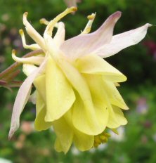 Aquilegia: Light yellow double, blushed