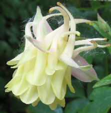 Aquilegia: Light yellow double, blushed