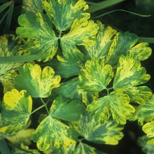 aquilegia variegated leaf