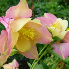 Aquilegia state series 'Arizona' at Touchwood collection