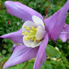 Aquilegia 'Oregon' from Wyevale 1013, growing at Touchwood
