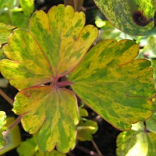 Aquilegia vulgaris 'Woodside Blue' leaf
