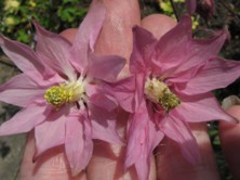 Aquilegia ecalcarata: Pink clematis-flowered