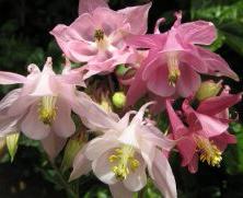 Aquilegia: Mixed pink flowers