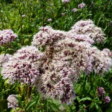 Eupatorium cannabinum hemp agrimony wild flower