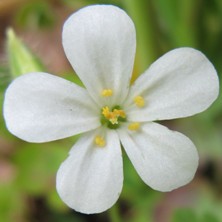 Geranium robertianum 'Celtic White'