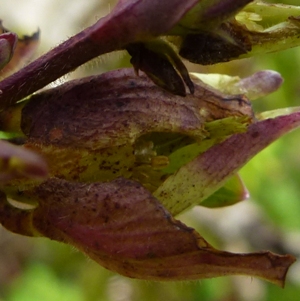 downy mildew aquilegia flower