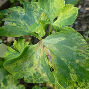 aquilegia downy mildew on variegated leaves