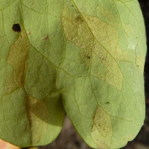aquilegia downy mildew on gold leaf