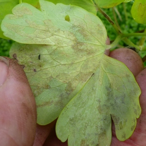 aquilegia downy mildew on gold leaf