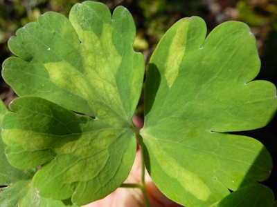 downy mildew aquilegia leaf
