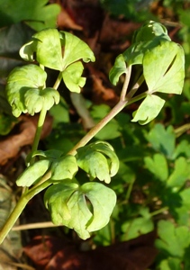 Aquilegia downy mildew leaf