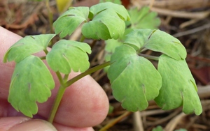 Aquilegia-downy-mildew-leaf