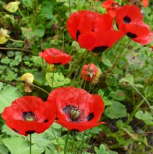 Papaver commutatum Ladybird