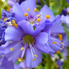 boreale 'Heavenly Habit'