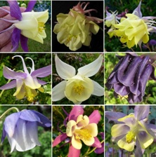 Aquilegia fragrant mix from Touchwood