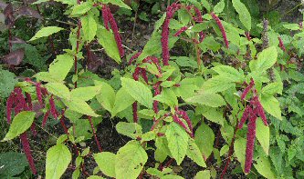 Amaranthus caudatus