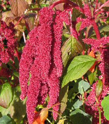 Amaranthus at Touchwood, love lies bleeding