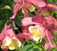 Aquilegia Spring Magic Rose & Ivory syn light red & yellow