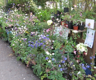 Plants for sale at Touchwood, home of the National Collections of Aquilegia
