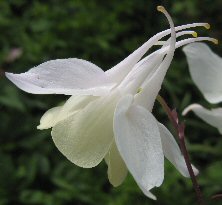 Aquilegia ex Spring Magic white