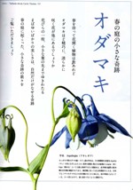 Bises magazine japan 日本 日本人 aquilegia touchwood feature article