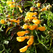 Chilean Glory Vine Eccremocarpus scaber