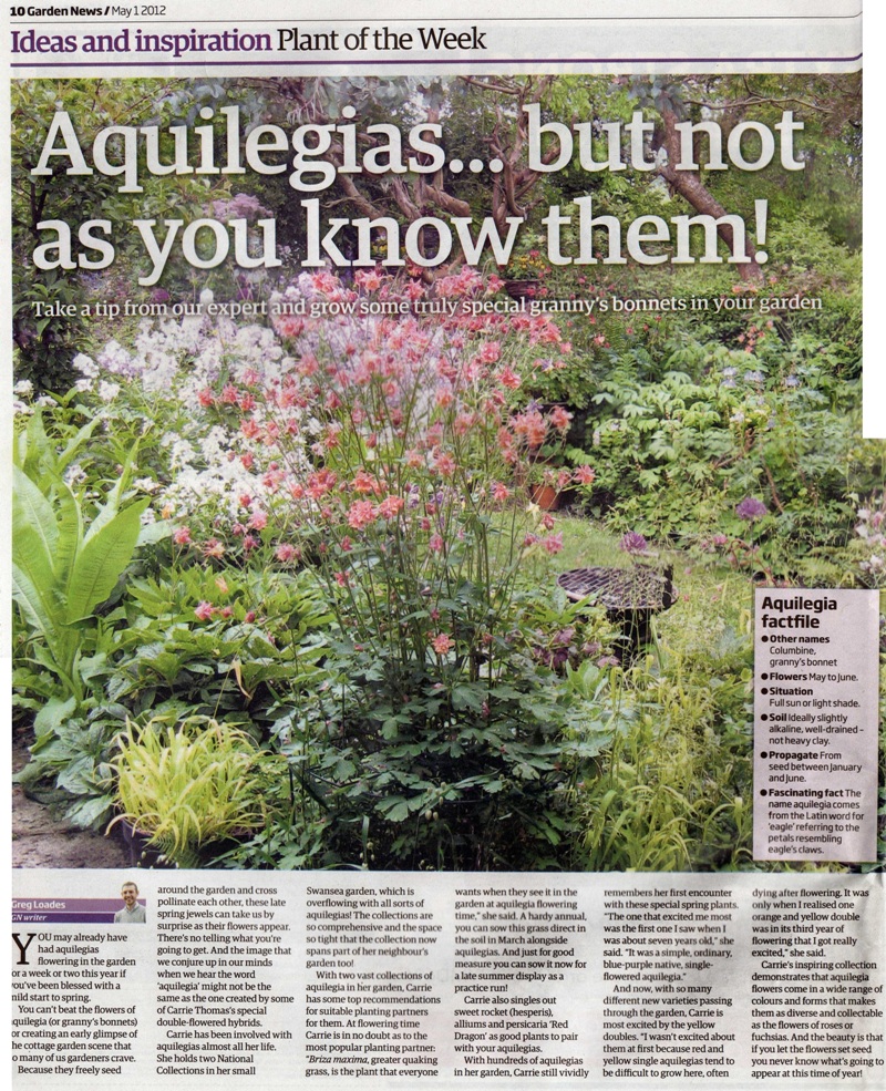 Garden News article feature aquilegias 2012