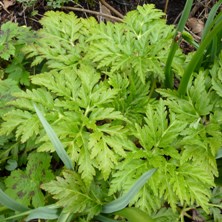 Geranium palmatum foliage winter leaf