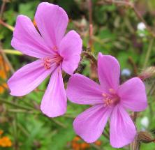 Geranium rubescens