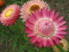 helichrysum bracteatum
