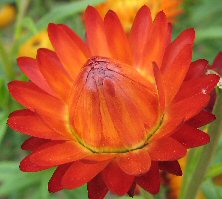 Helichrysum xerochrysum