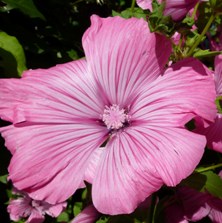 Lavatera Silver Cup
